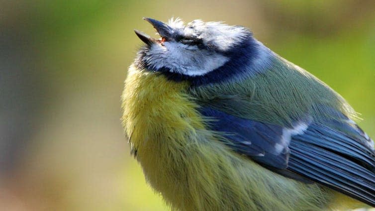 <span class="caption">A blue tit infected with <em>S. ornithocola</em>.</span> <span class="attribution"><span class="source">Otto Schäfer/NABU</span></span>