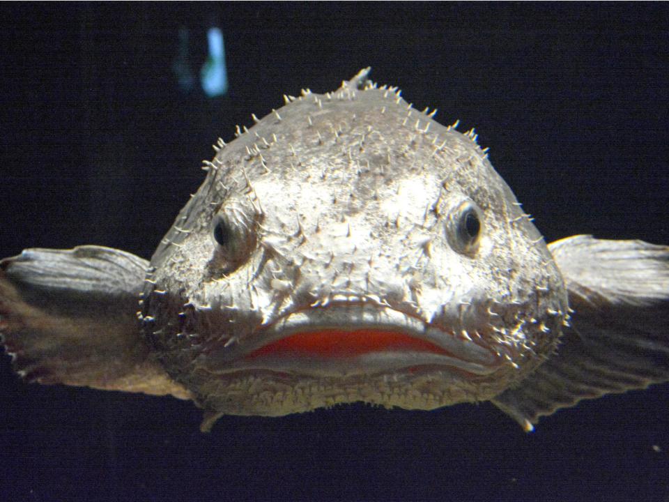 A blobfish on display in Fukishima.