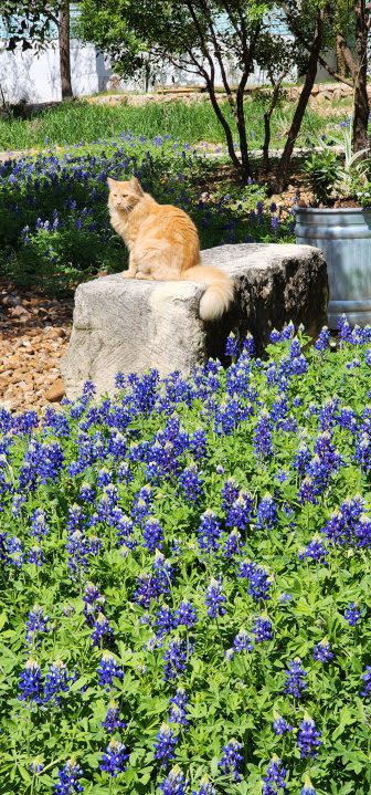 Cheddar the cat looking out over the bluebonnets (Courtesy: Ashley Byrd)