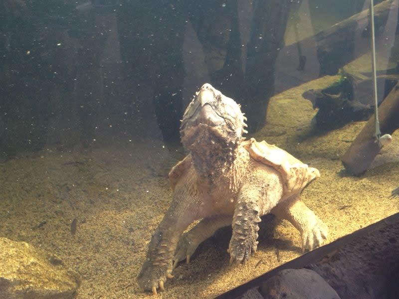 The alligator snapping turtle features at the River Safari's version of the Great Mississippi.