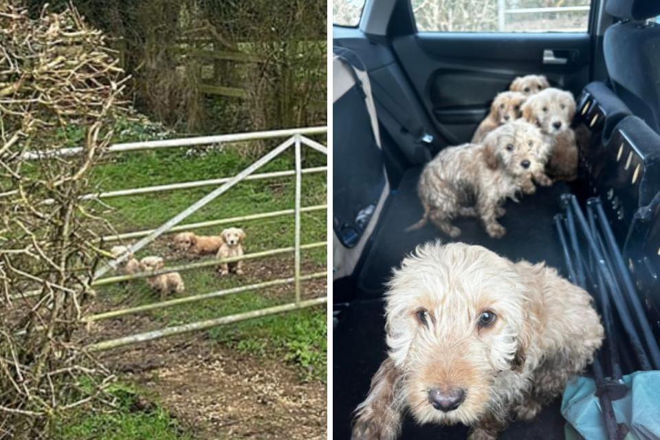 Swindon Advertiser: Six puppies were found seemingly abandoned in a field in the rainLeigh, Wiltshire,