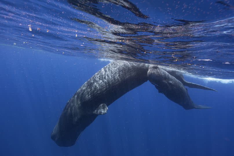 A sperm whale and her calf swim off the coast of Dominica in March 2024. 
