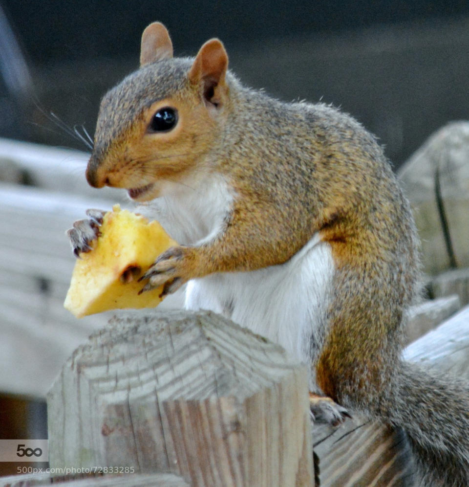 Squirrel  apple animal