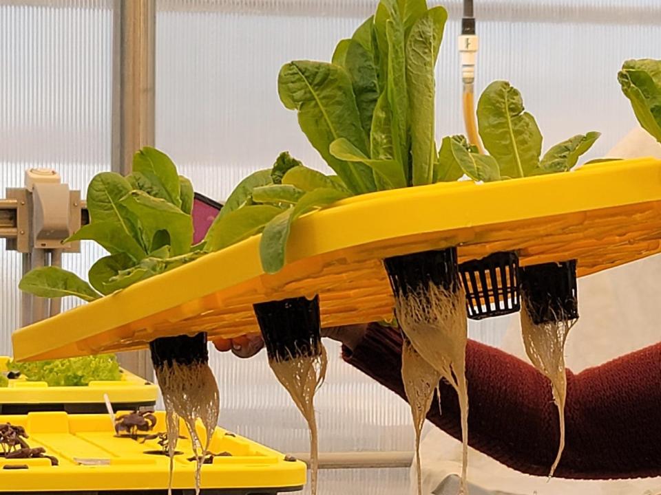 Leaf lettuce plants grow in the lid of a plastic tote. Note the vast network of roots.