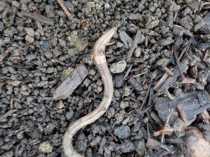 The soil surface is covered with castings that look like coffee grounds when jumping worms are present.