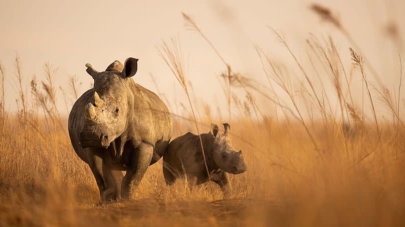 Brent Stirton and African Parks