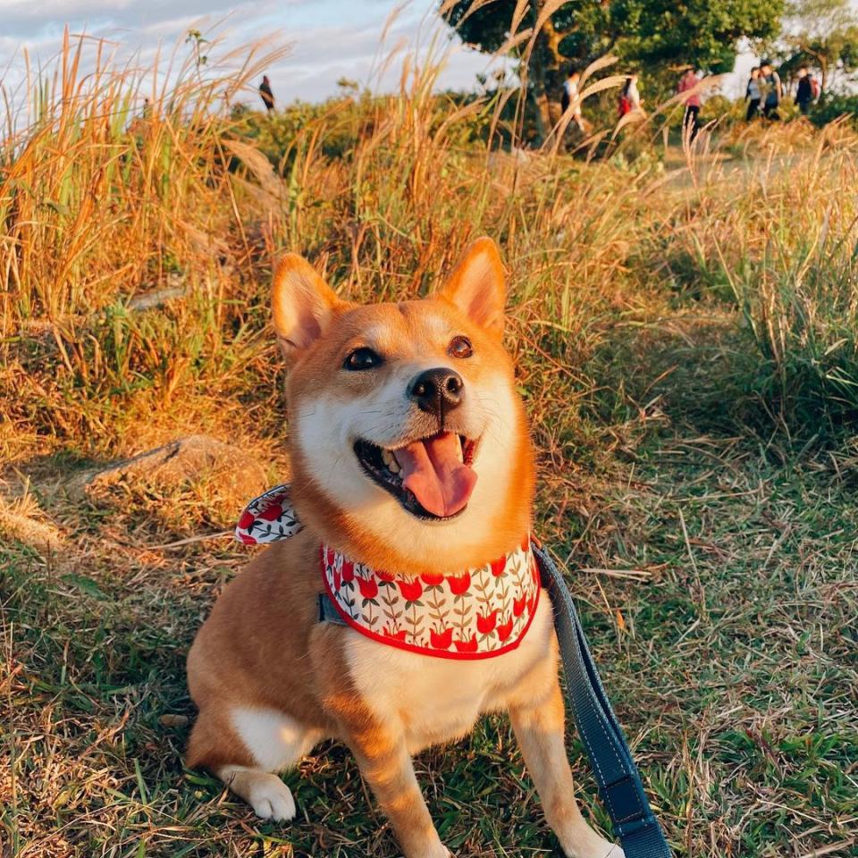 milo.hachi.theshiba @IG