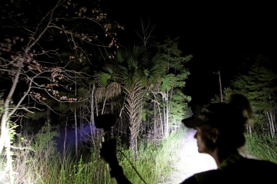 A woman hunts for pythons during the Florida Python Challenge.