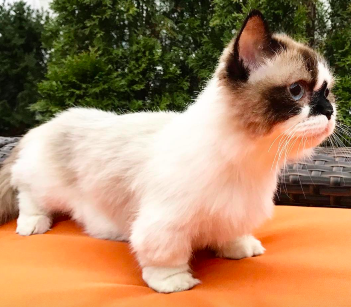 15 adorable photos of Albert the baby munchkin cat in case you needed a pick-me-up