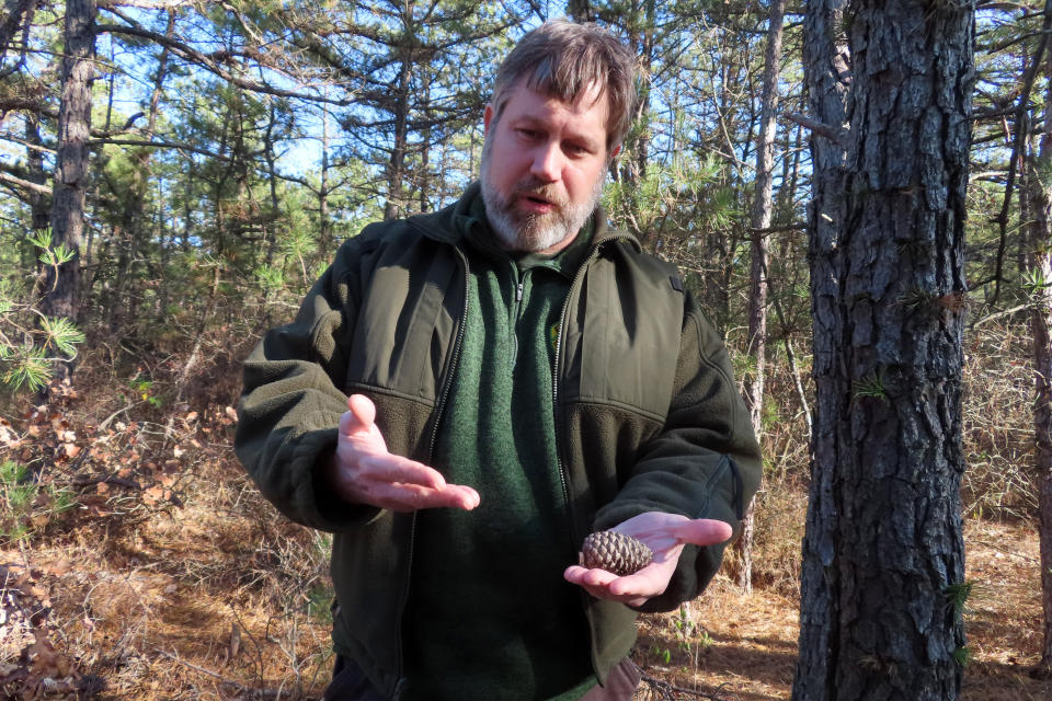 Bill Zipse, a supervising forester with the New Jersey Forest Service, holds a pine cone in a section of Bass River State Forest in Bass River Township, N.J. on Friday, Nov. 18, 2022. A recently approved plan will cut 2.4 million trees from the forest, most of them small, narrow trees, designed to remove fuel that could make wildfires worse. But environmentalists are split over the plan, with some calling it a tragic loss of trees that would otherwise store carbon in an era of climate change. (AP Photo/Wayne Parry)