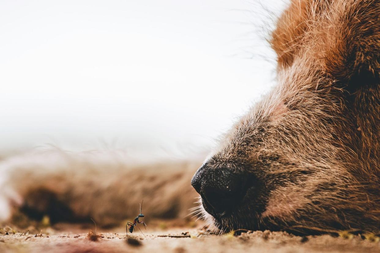 closeup of a dog sniffing an ant