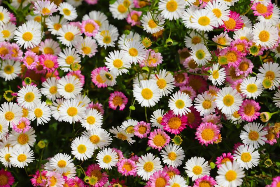 Close up of Mexican fleablane daisy (Erigeron karvinskianus) on a sunny day growing in my garden in Cardiff, Wales, UK