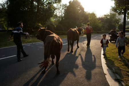 Staff lead bulls to the stable after a performance at the Haihua Kung-fu School in Jiaxing, Zhejiang province, China October 27, 2018. REUTERS/Aly Song
