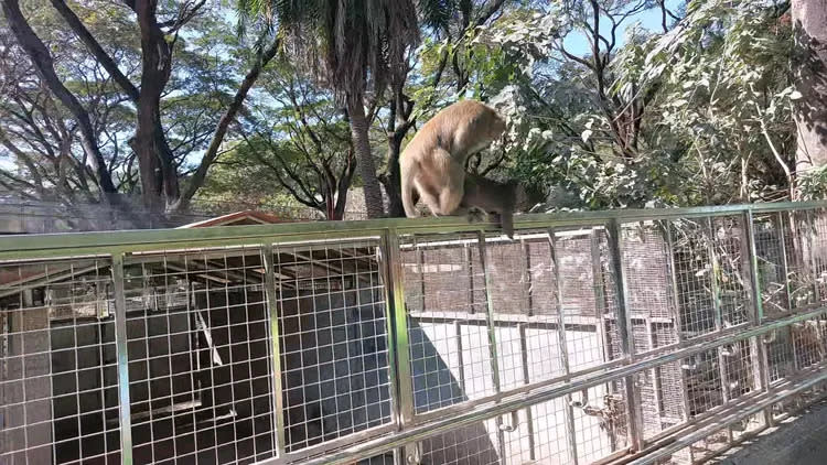 台灣獼猴正值繁殖期，動物園內就上演「愛情動作片」。凃建豐攝