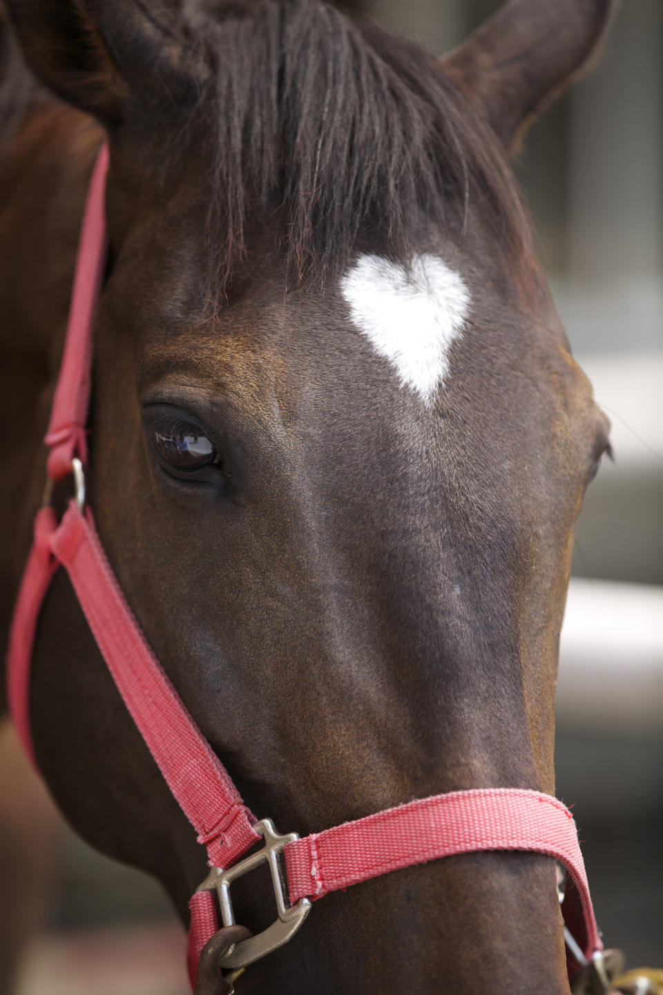 A horse with a heart shaped marking in its fur. These extraordinary images, taken by photographers across the globe, show Mother Nature celebrating the big day with iconic heart shapes appearing all over the natural world. (PIC BY JOE MOTOHASHI / CATERS NEWS)