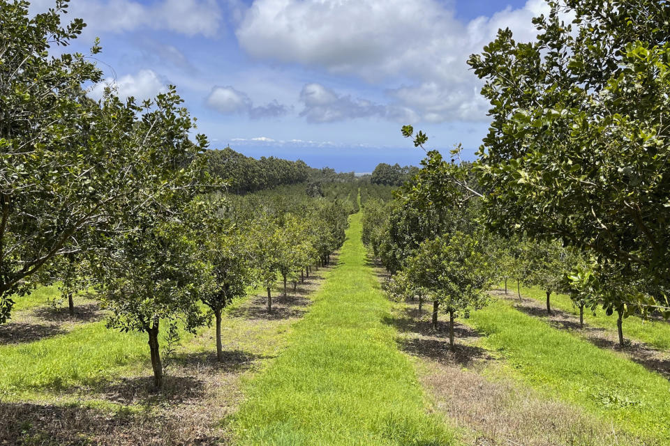 This undated photo provided by Bonnie Self shows the Macadamia orchards in Naalehu, Hawaii. Hawaii lawmakers are considering legislation that would require consumer packages to disclose when they contain macadamia nuts grown outside of Hawaii. They're hoping to protect local agriculture and ensure Hawaii will have locally grown macadamia nuts for years to come. (Brad Nelson via AP)