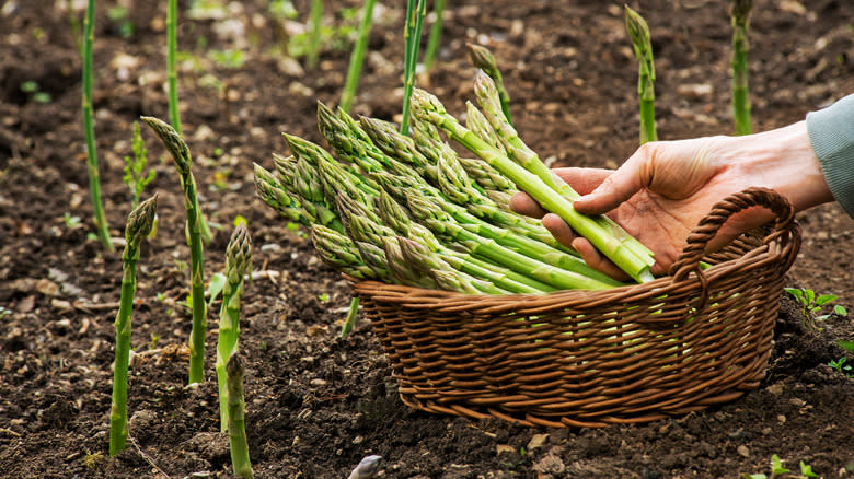 harvested asparagus in basket