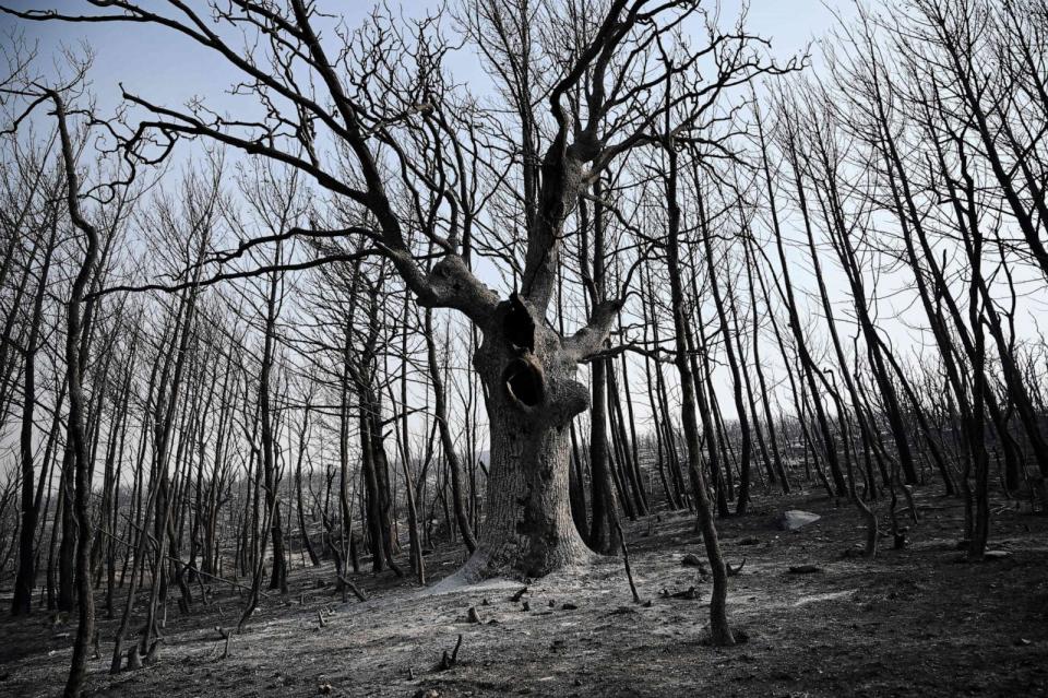 PHOTO: Burnt trees are seen after a wildfire burned through a forest near Alexandroupolis, northeastern Greece, on Aug. 23, 2023. (Sakis Mitrolidis/AFP via Getty Images)