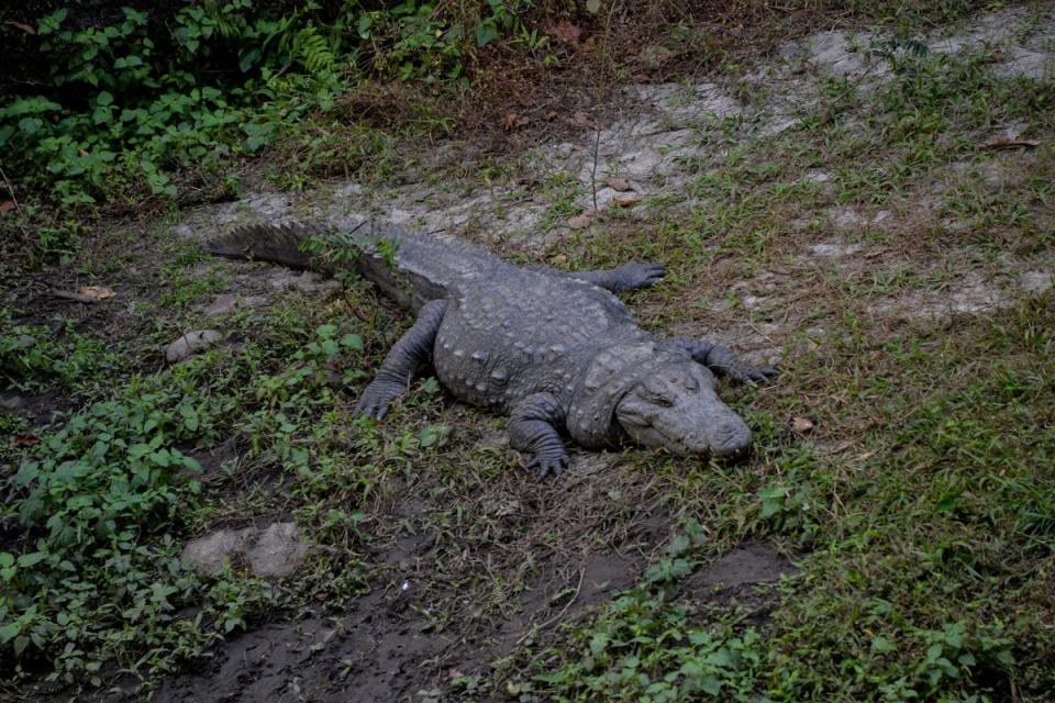 Representational image: The man’s shoulders were torn away by the crocodile, an official said (AFP via Getty Images)