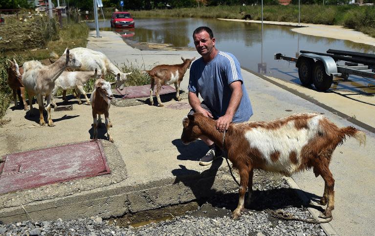 A man gathers his goats for evacuation after floods in the town of Obrenovac, 40 kilometers west of capital Belgrade, on May 22, 2014