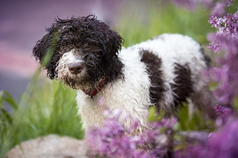 <p>According to the AKC, the <a href="https://www.akc.org/dog-breeds/lagotto-romagnolo/" rel="nofollow noopener" target="_blank" data-ylk="slk:Lagotto Romagnolo;elm:context_link;itc:0;sec:content-canvas" class="link ">Lagotto Romagnolo</a> is known as Italy's "truffle dog" because of their excellent noses that can root out the pricey delicacy. Despite their teddy-bear appearance, Lagotti Romagnoli are rugged workers with plenty of strength and endurance. Their double coat of hair is rough-looking and waterproof, forming thick curls over the entire body. It minimally sheds — thought they may leave little tufts of hair behind at times. </p>