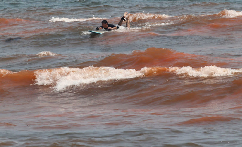 白天呈現紅褐色形成「赤潮」(Red Tide)，晚上受到海浪擾動就會發出耀眼藍光。