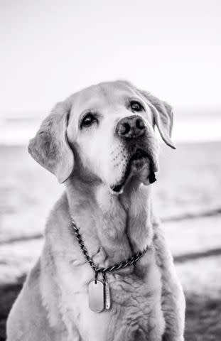 <p>Mandy Rae Pierce/Tiktok</p> Mandy Rae Pierce's photo of Scout, a veteran's service dog, at the end of his life