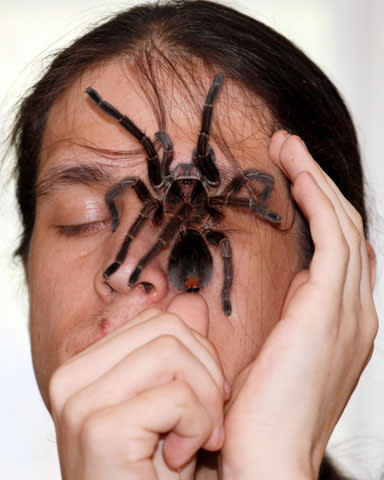 Amateur spider keeper Yegor Konkin, 23, displays a venomous Phormictopus antillensis spider on his face at his parents' apartment in the town of Minusinsk, some 425 km (264 miles) south of Russia's Siberian city of Krasnoyarsk, May 20, 2012. Konkin, a hobbyist who has collected spiders for two years, lives in St.-Petersburg and in Minusinsk and keeps approximately 50 venomous spiders of various species, which are deadly to humans and other animals. REUTERS/Ilya Naymushin