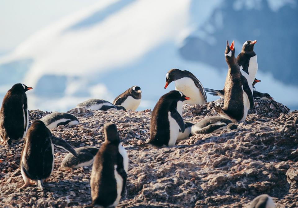 <strong>南大西洋福克蘭群島爆發禽流感，200多隻巴布亞企鵝死亡。（示意圖／PIXABAY）</strong>
