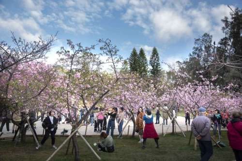 新竹公園有850棵櫻花樹，目前有8成盛開。   圖：新竹市政府／提供