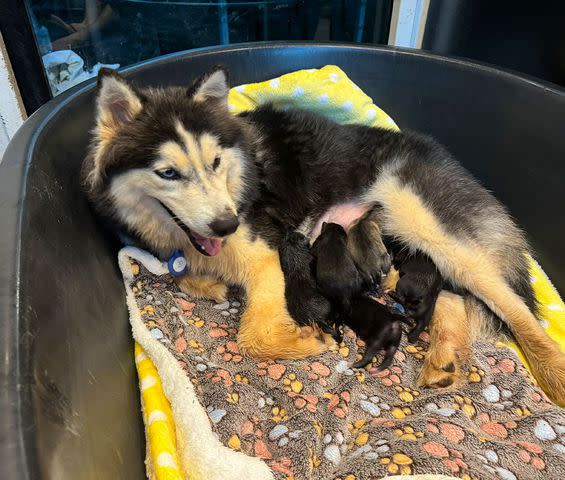 <p>Niall Harbison/X</p> Bowie, a dog that was rescued by Happy Doggo, with her puppies