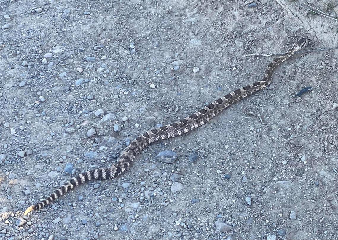 James Powell spotted this rattlesnake the afternoon of March 19, 2024, near the top of Badger Mountain. Courtesy James Powell