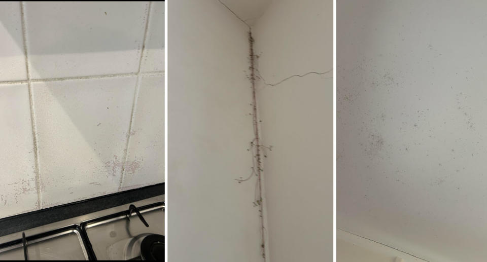 Pictures of Melbourne rental property showing cracks, mould and old tiles. 