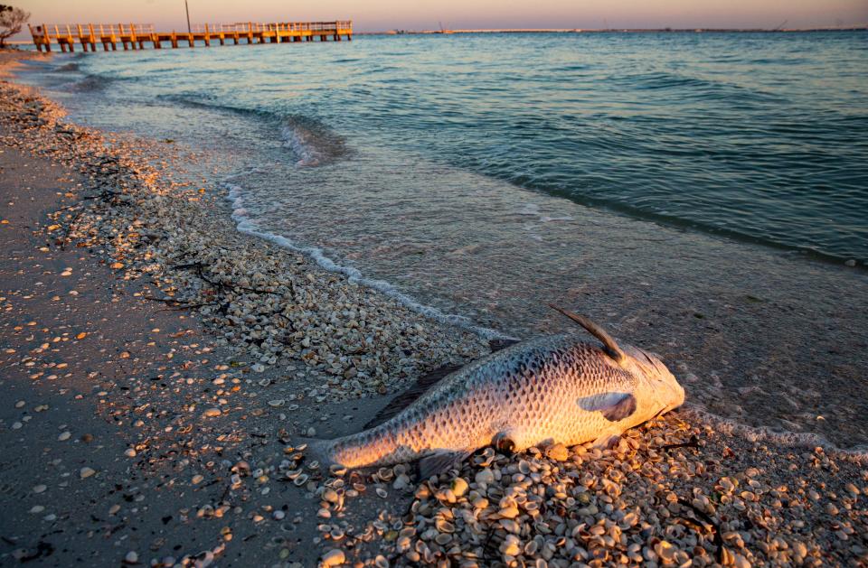 Large dead fish litter the beach near the Sanibel Lighthouse on Tuesday, Feb. 28, 2023. Red tide is present along the coast of Southwest Florida. Some areas are seeing severe numbers.   