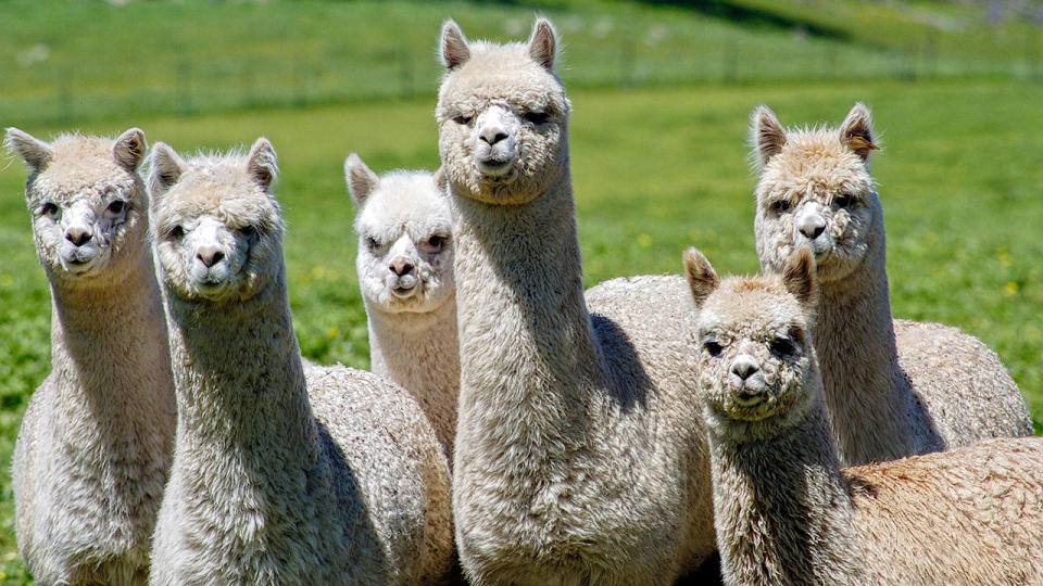 Six alpacas, not the ones pictured, were shot dead on a property in Queensland. Source: AAP