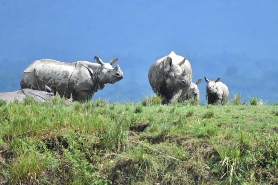 KAZIRANGA,INDIA-JULY 16,2020: Rhinos sheltering on highland due to severe flood in Bagari Range of Kaziranga National Park in Assam,India- PHOTOGRAPH BY Anuwar Ali Hazarika / Barcroft Studios / Future Publishing (Photo credit should read Anuwar Ali Hazarika/Barcroft Media via Getty Images)