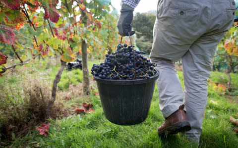 A man holding a bucket of red grapes in a vineyard - Credit: Matt Cardy/Getty