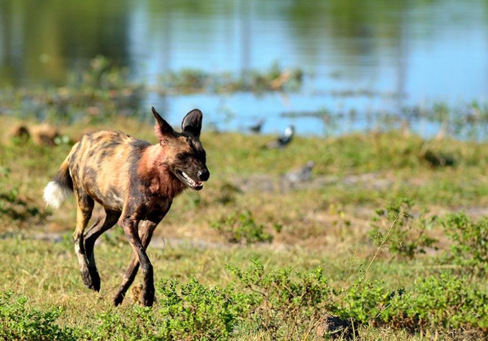 African Wild Dog