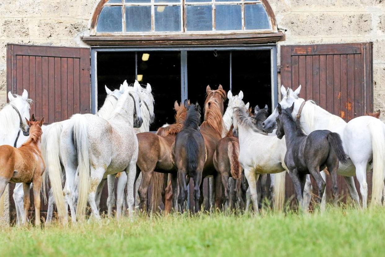 Toute l'affaire des chevaux mutilés part du mensonge d'une jeune femme, dépassée par les événements. (Image d'illustration)  - Credit:THOMAS WARNACK / DPA / dpa Picture-Alliance via AFP