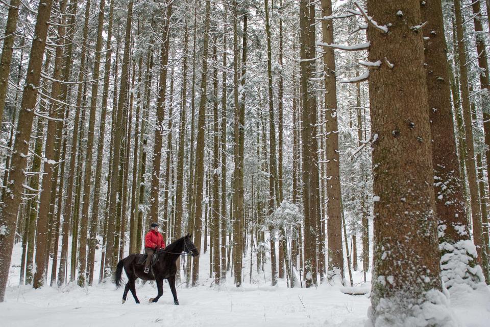 FILE -- In this Monday, Feb. 2, 2015 a woman rides with her horse through a forest near Lofer, Austrian province of Salzburg. The Austrian government has spoken up to correct U.S. President Donald Trump's claim that people in their country live in "forest cities." Trump has recently cited Austria and other European countries as models of good forest management that U.S. states like California, which has seen devastating wildfires lately, should learn from. (AP Photo/Kerstin Joensson, file)