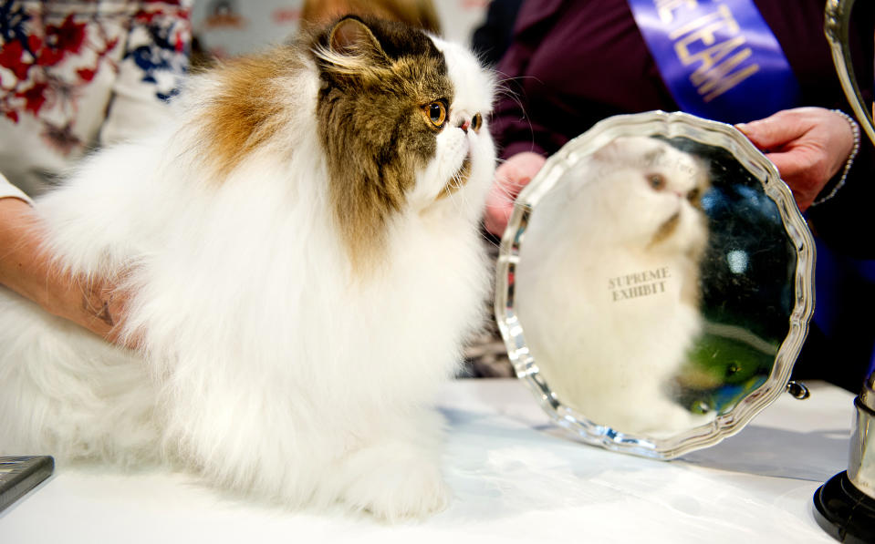 <p>Cullykhan Vivaldi, a Brown Tabby and White Bi-Colour Persian cat and winner of Best In Show participates in the GCCF Supreme Cat Show at National Exhibition Centre on October 28, 2017 in Birmingham, England. (Photo: Shirlaine Forrest/WireImage) </p>