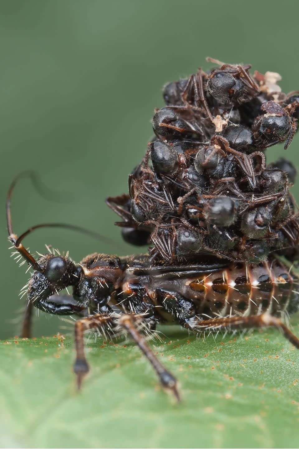 32. Assassin bugs are deadly (and fashionable).