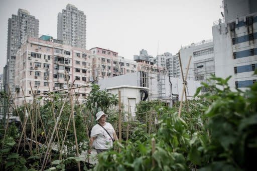 A woman walks past vegetable boxes at City Farm, an organic farm set up on the rooftop of a tower block in Hong Kong. With most of the southern Chinese territory's seven million people living in tower blocks and land prices sky-high, unused roofs are some of the few places in the most heavily populated areas for budding vegetable gardeners