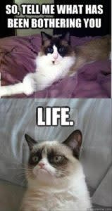 I need help finding all the popular cat memes! Please tell me if i'm  missing any golden ones. Grumpy cat has been left out on purpose. Thanks! :  r/Catmemes