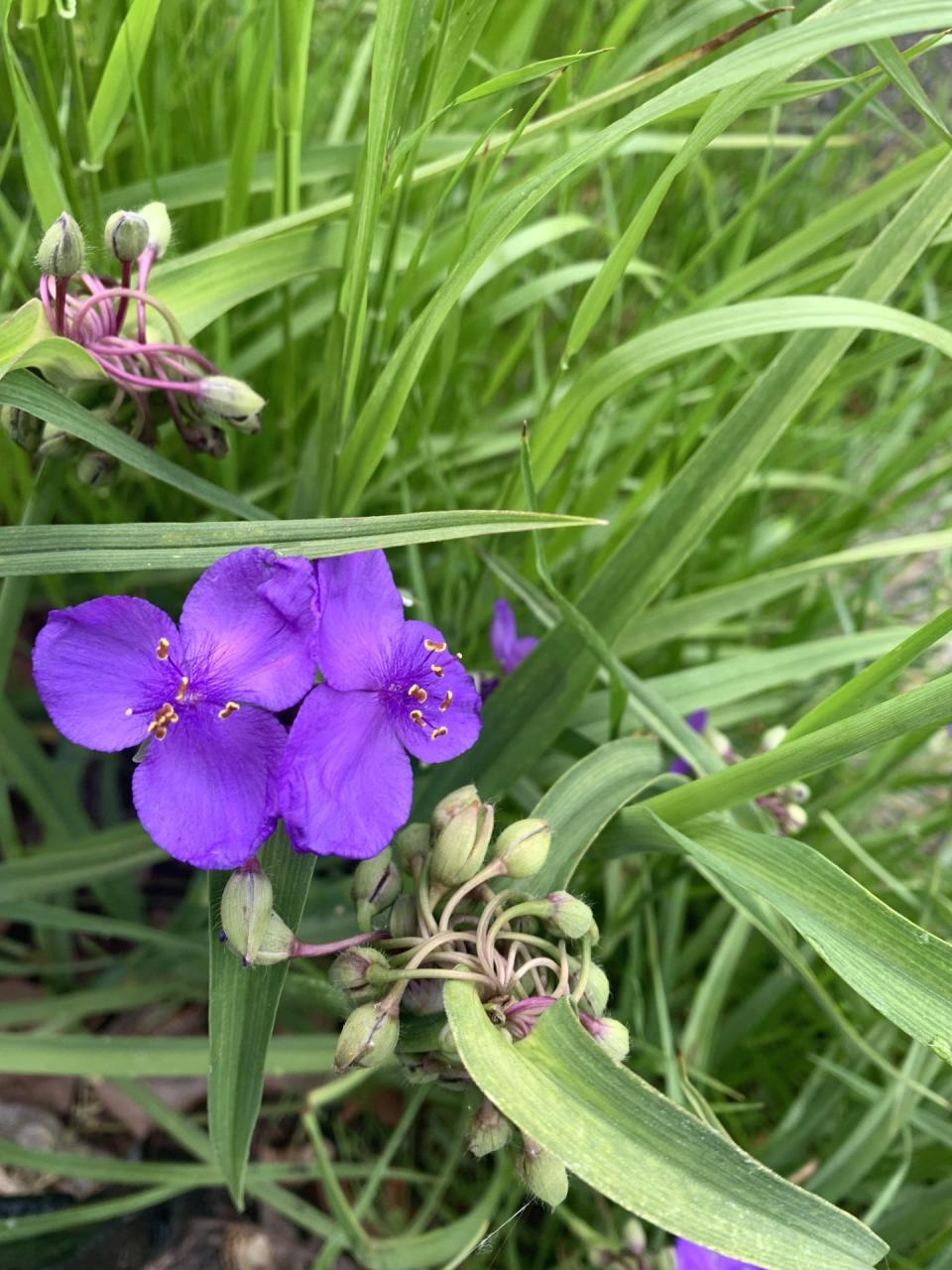 The clusters of flower buds of Spiderwort provide weeks of successive color..