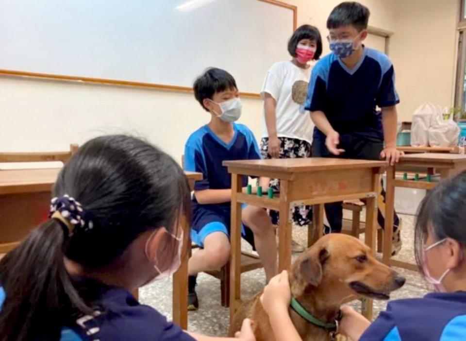 曾是流浪犬的「小米」，不僅是「值週老師」，也是「伴讀犬」，今年參加「校園犬績優學校選拔」獲獎。（記者陳金龍翻攝）