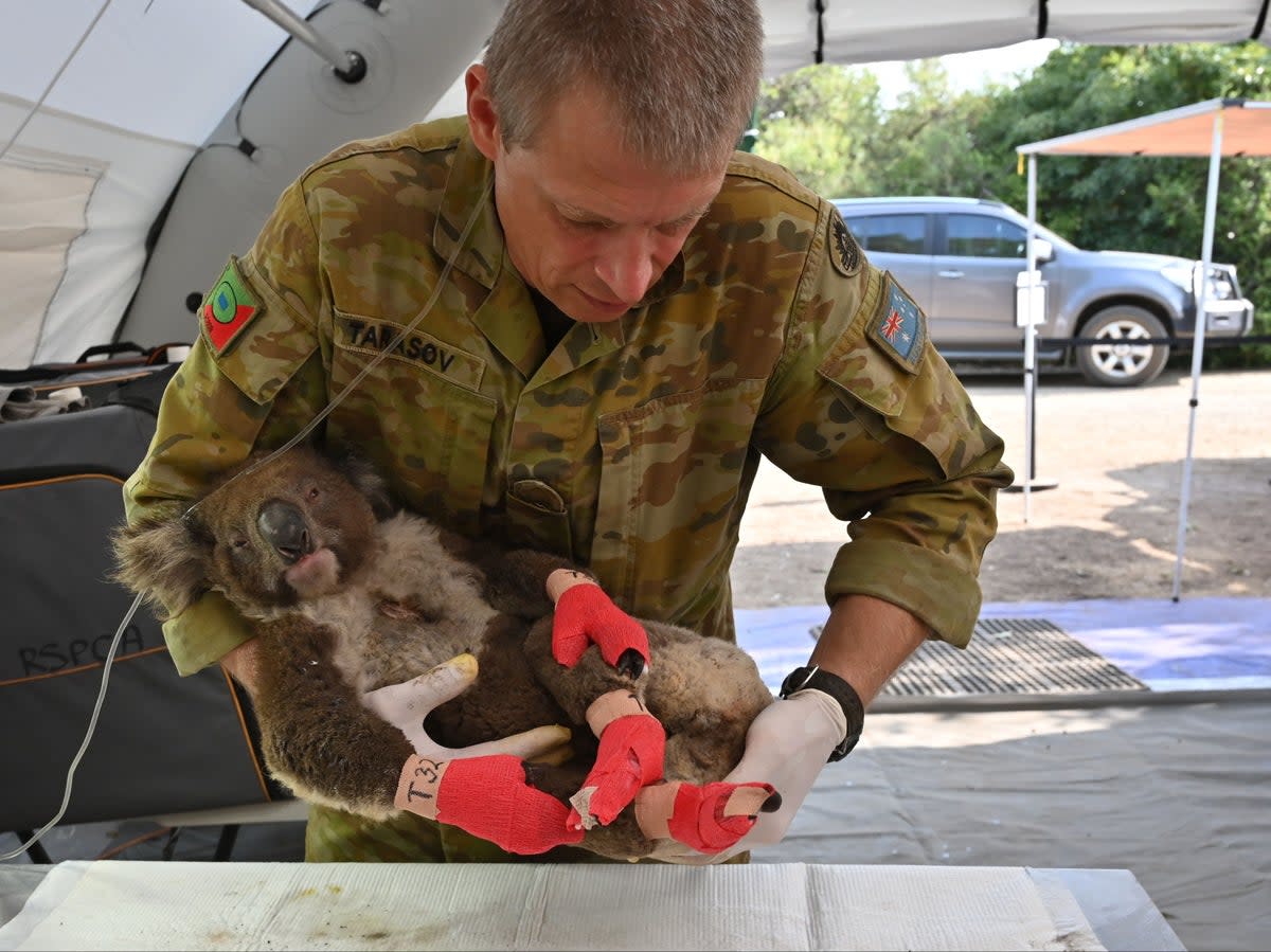 A member of the Australian Defence Force picks up an injured koala after it was treated for burns at a makeshift hospital on Kangaroo Island on 14 January (AFP via Getty Images)