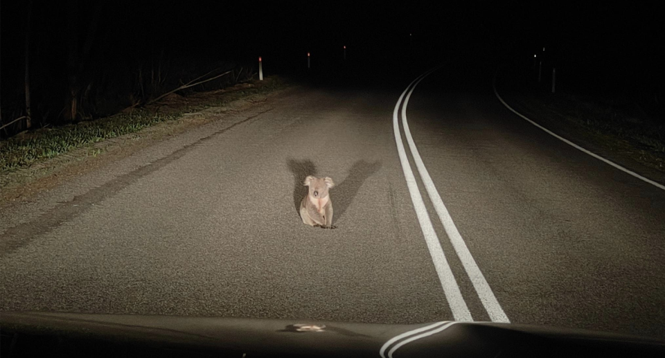 A koala on a Kangaroo Island road at night shot from inside a car.