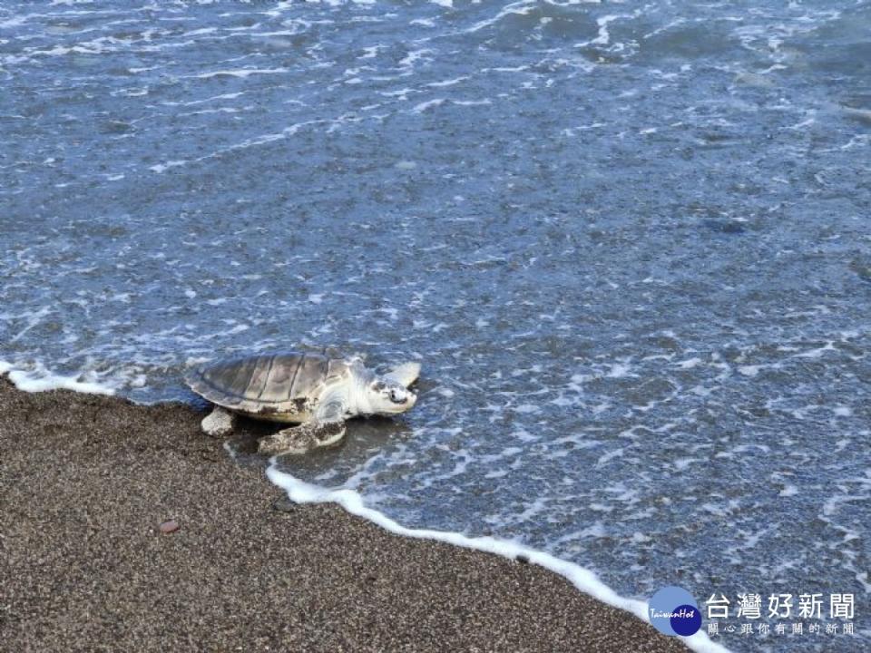 桃園市政府與臺灣海洋大學團隊合作在基隆潮境公園海域成功野放小欖蠵龜