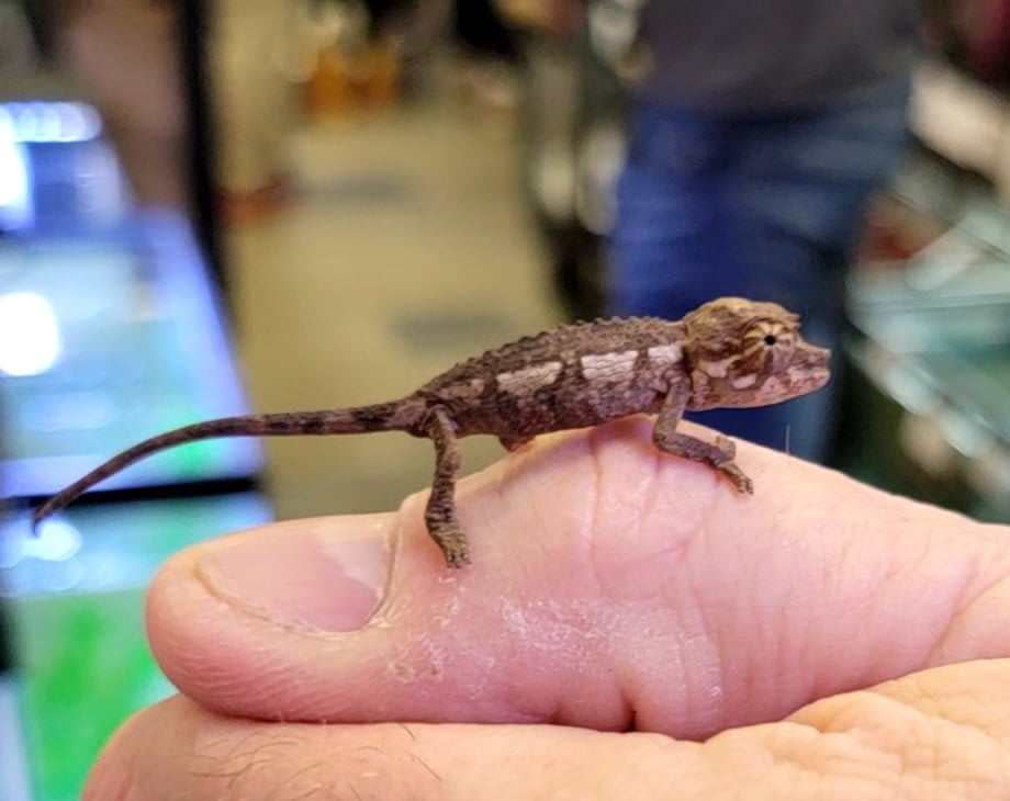 This is one of the 15 baby chameleons born Feb. 27 at Fins on Fifth, a pet store owned by Daryl and Lisa Waldrop in downtown Hendersonville.